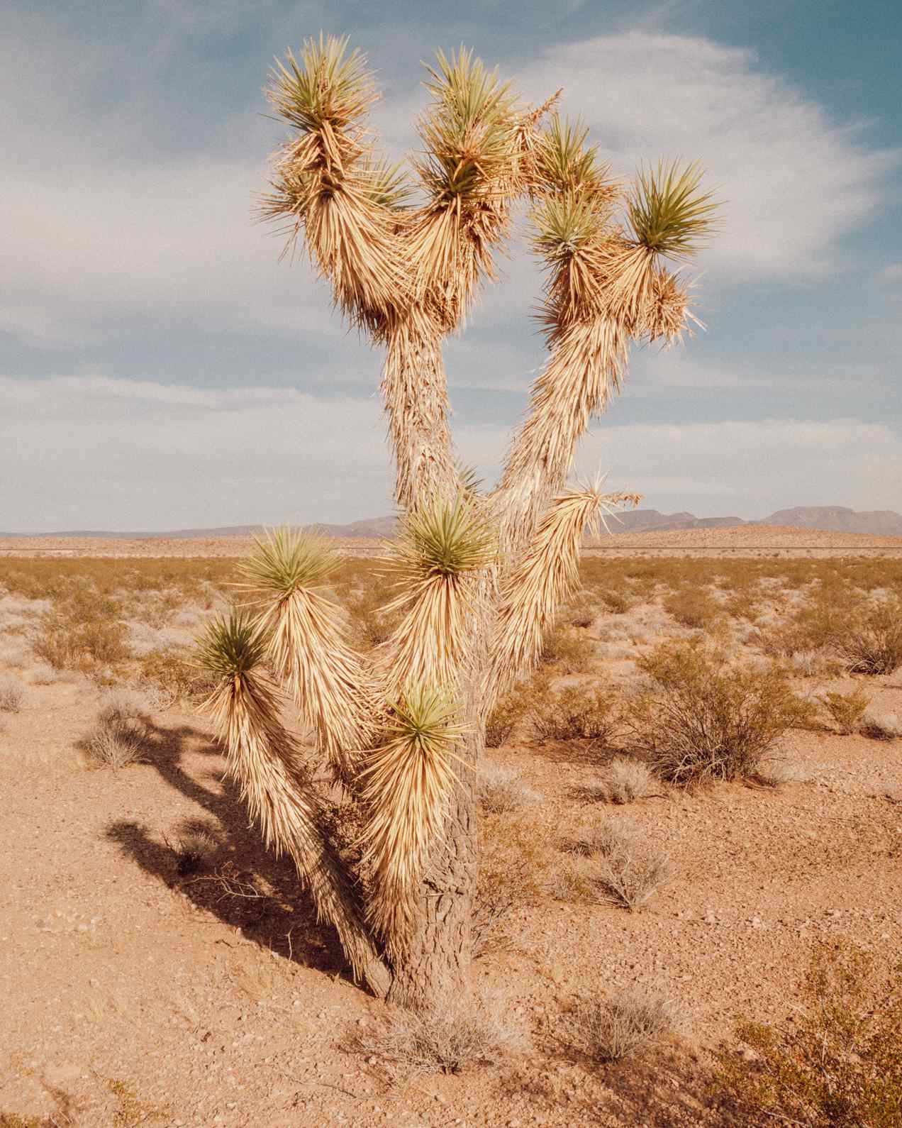 TSP_danking_IMG_0324copy